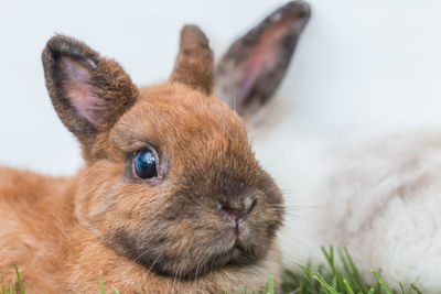 Close-up portrait of a rabbit