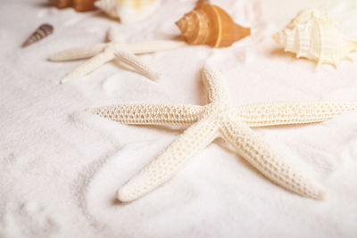 Close-up of starfishes and seashells on sand at beach