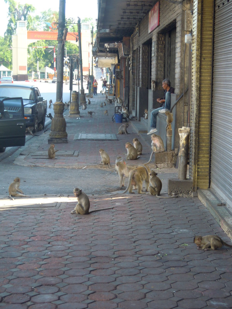 SHEEP ON STREET