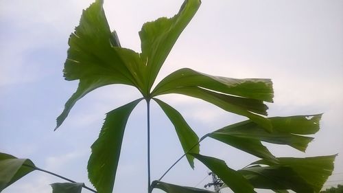 Low angle view of plant against sky