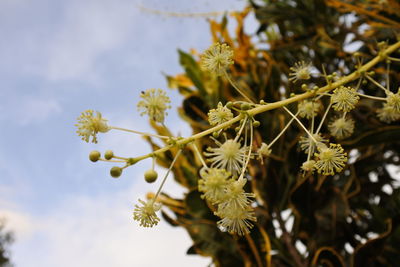 Low angle view of flowering plant against sky