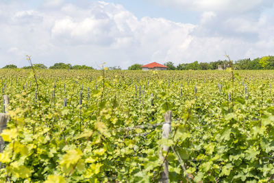 Scenic view of flowering field against sky