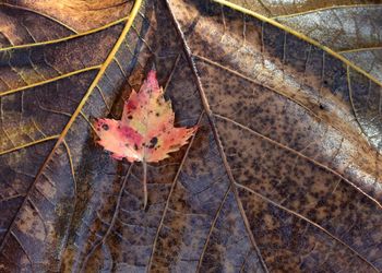 Leaves on ground