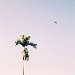Low angle view of coconut palm tree against sky