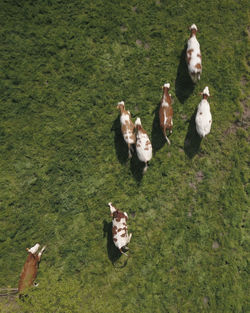 High angle view of sheep on ground