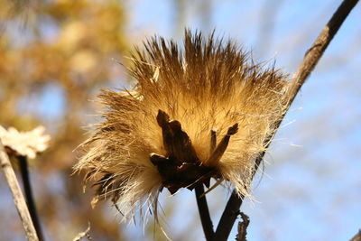 Close-up of wilted plant