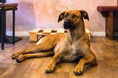 Close-up of dog sitting at home