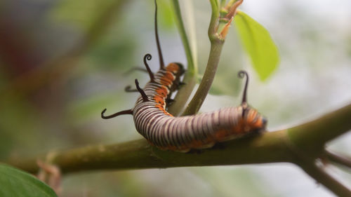 Monarch butterfly caterpillar on a green leaf plant with a partially eaten leaf