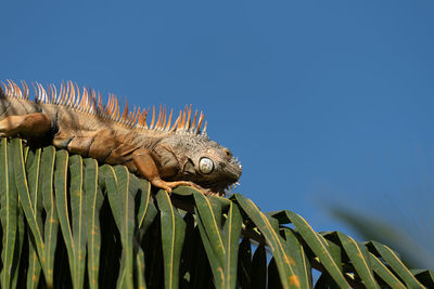 Close-up of a lizard against the sky