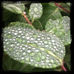 Close up of a plant