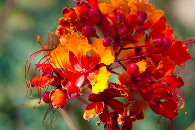 Close-up of red rose