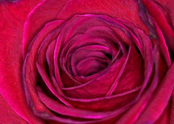 Macro shot of red rose