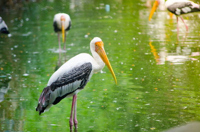 Close-up of birds in lake