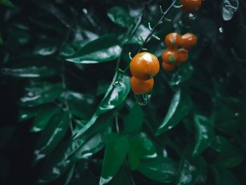 Close-up of wet tomatoes growing on plant