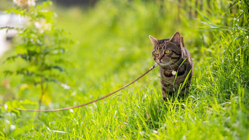 Close-up of cat on field