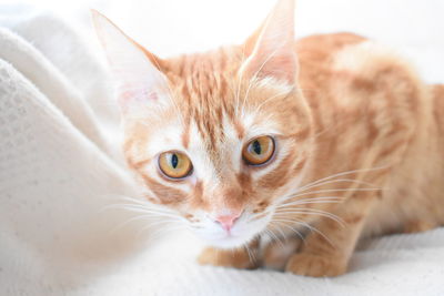 Close-up portrait of cat