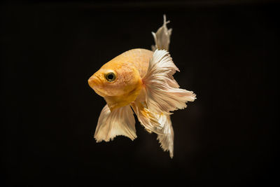 Betta or fight fish are beautifully colored in close-up view used for baking pictures and background