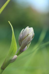 Close-up of purple flower buds