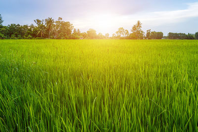 Scenic view of agricultural field against sky