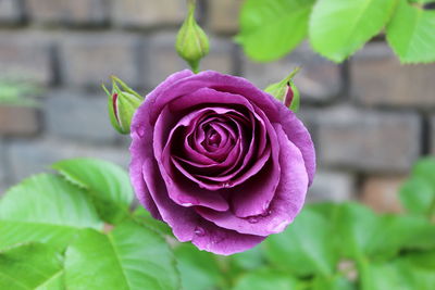 Close-up of pink rose flower