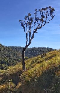 Close-up of bare tree on landscape against sky