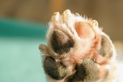 close-up