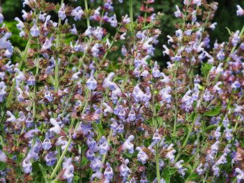 Close-up of purple flowering plant on field