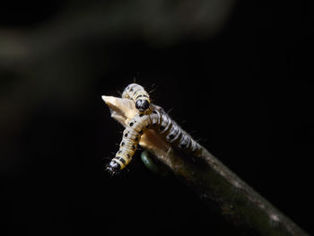 Caterpillar on a branch