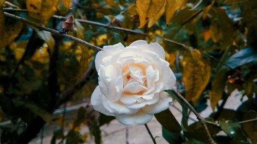 Close-up of white rose