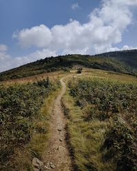 Dirt road in field