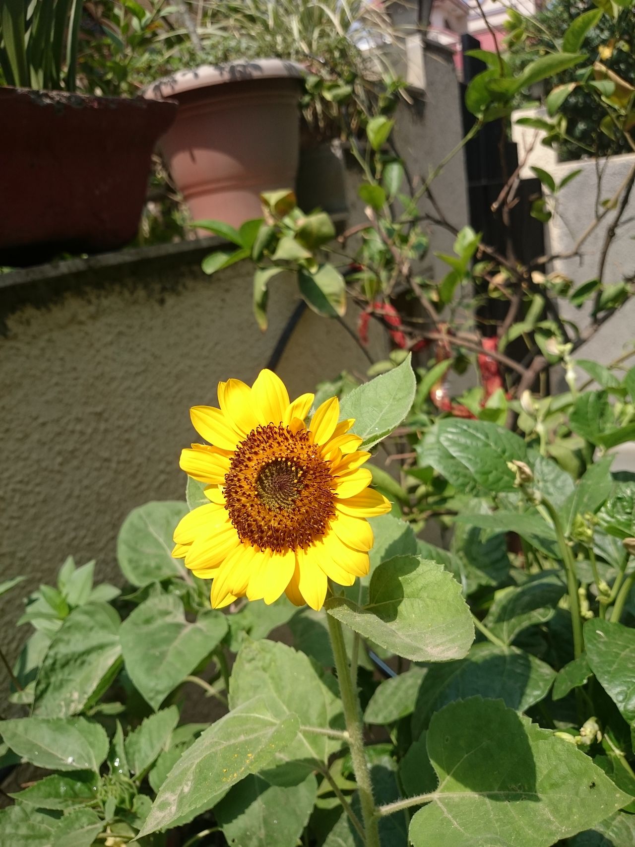 Sunflower in garden