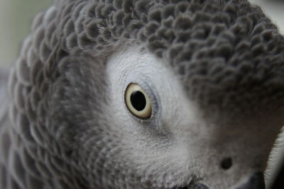Close-up of african grey parrot outdoors