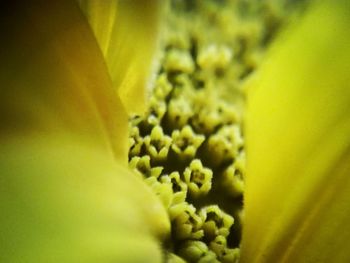 Close-up of yellow flowers