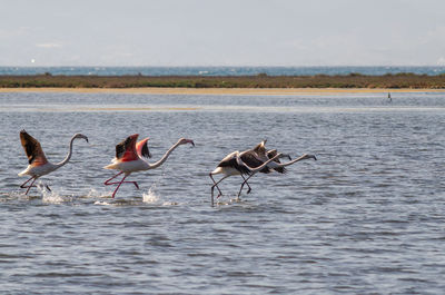 Oropos greece park flamengos takeoff