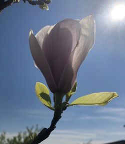 Low angle view of flowering plant against sky