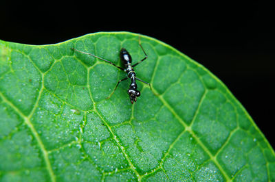 Close-up of insect on leaf