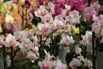 Close-up of pink flowering plants