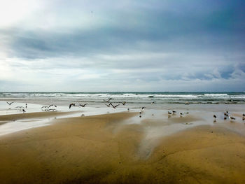 Birds on beach against sky