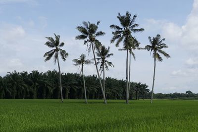 Palm trees on field against sky