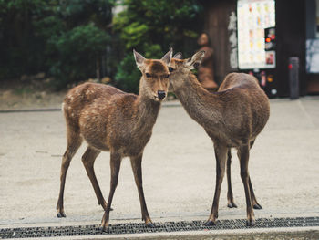 Portrait of deer standing outdoors