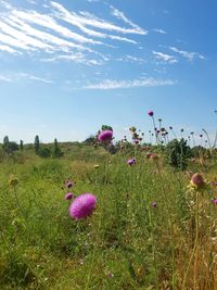 Purple flowering plants on field against sky