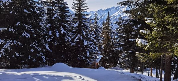 Pine trees on snow covered mountains against sky