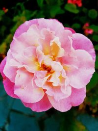 Close-up of pink flower