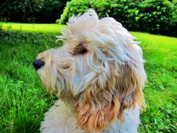 Close-up of dog on grass