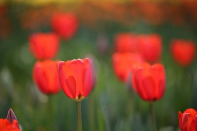 Close-up of red flower blooming in field