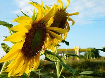 Close-up of sunflower