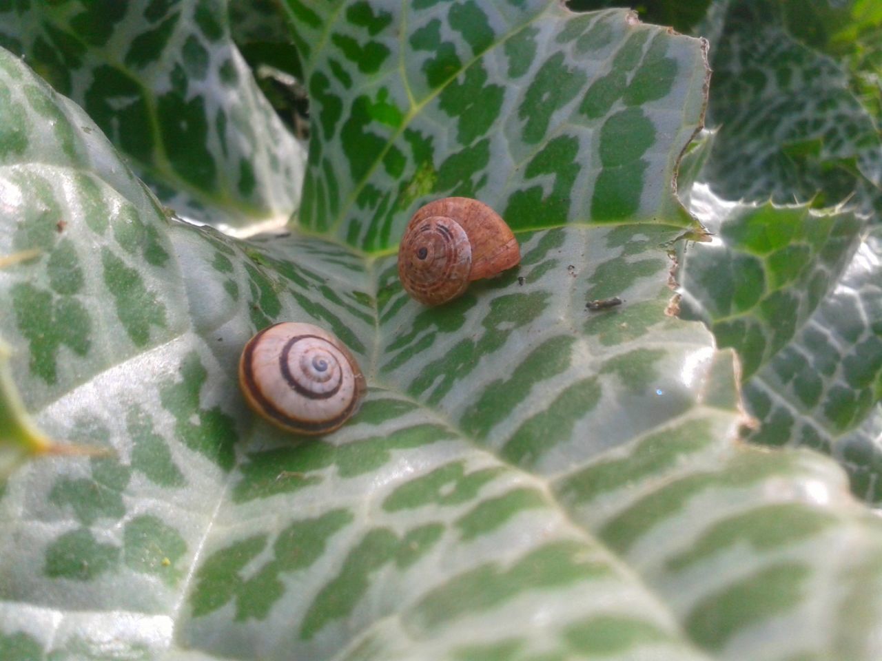 SNAIL ON LEAF