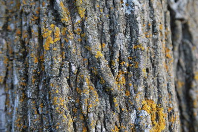 Full frame shot of tree trunk