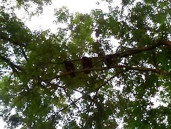 Low angle view of leaves on tree against sky