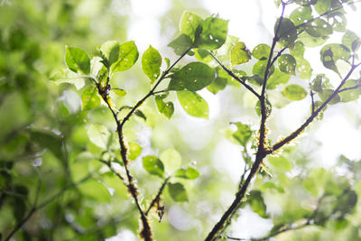 Close-up of leaves on tree